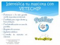 /album/vetechip/vetechip-jpg/